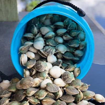 Scalloping in Florida | 4 Hour Charter Trip